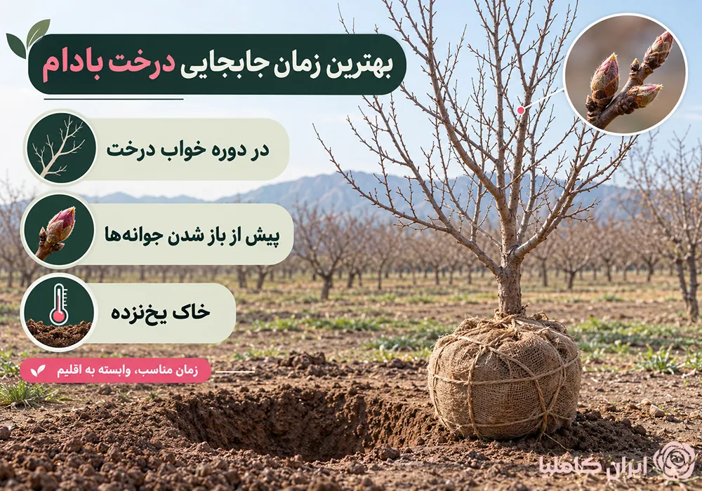 جابجایی درخت بادام